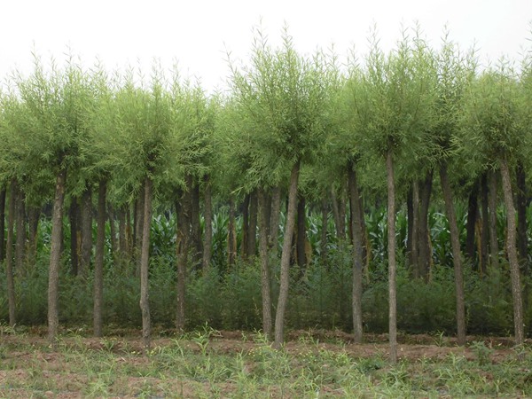 1570791758611824.jpg 國(guó)內(nèi)10公分饅頭柳最新價(jià)格