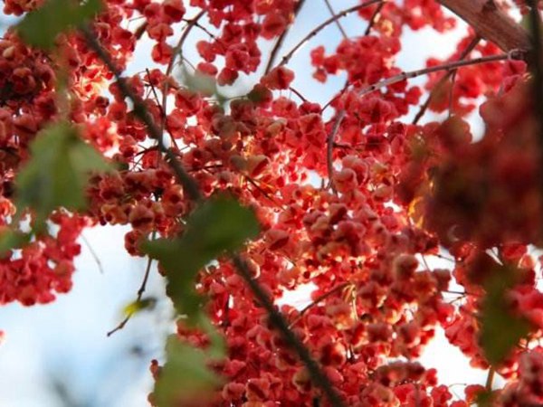 1570791893688089.jpg 絲棉木最新價格表,多少錢一棵