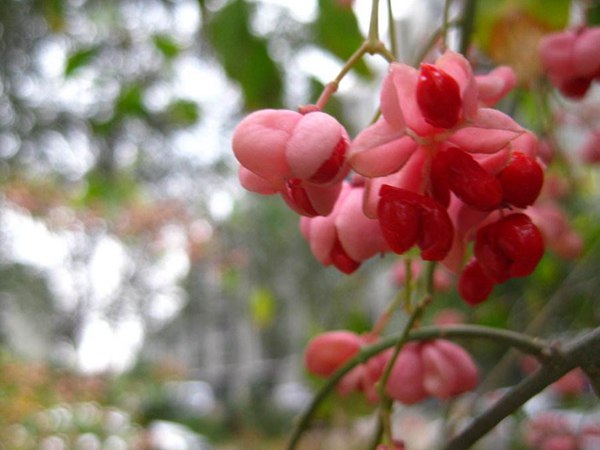 1570791901958369.jpg 絲棉木最新價格表,多少錢一棵