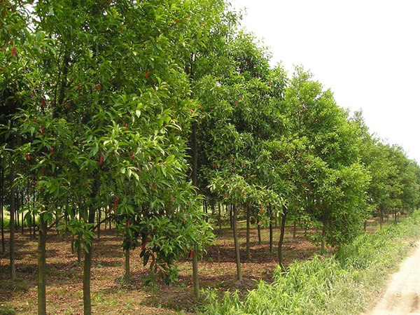 1570791909853843.jpg 絲棉木最新價格表,多少錢一棵