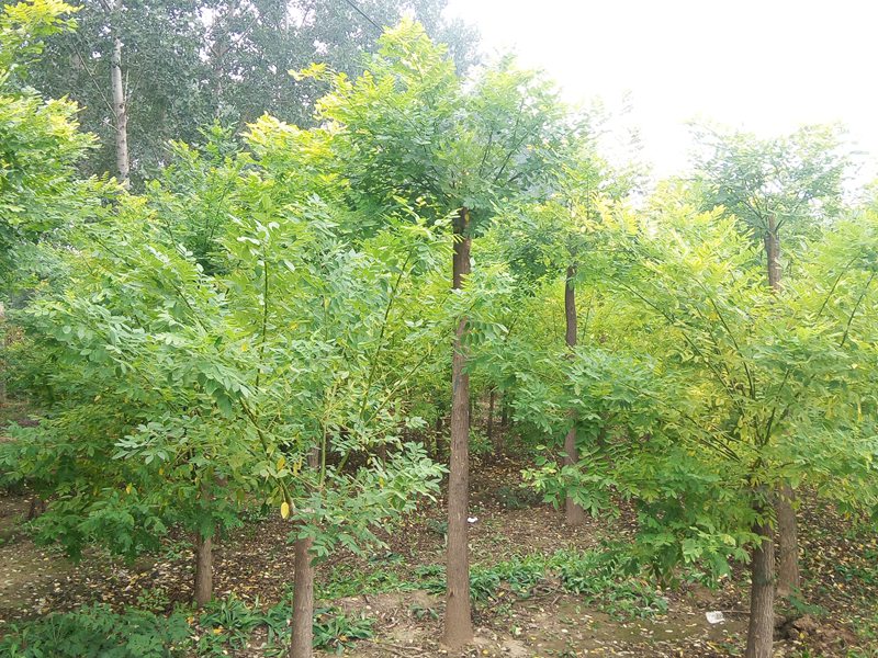 1570792467608590.jpg 2019最新金葉槐批發(fā)價格表