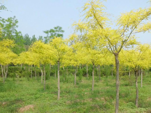 1570792476738902.jpg 2019最新金葉槐批發(fā)價格表