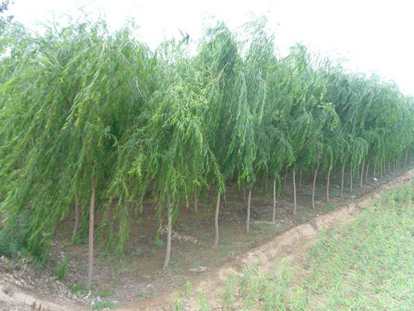 1570792708304567.jpg 全國最新速生柳樹苗價格多少錢