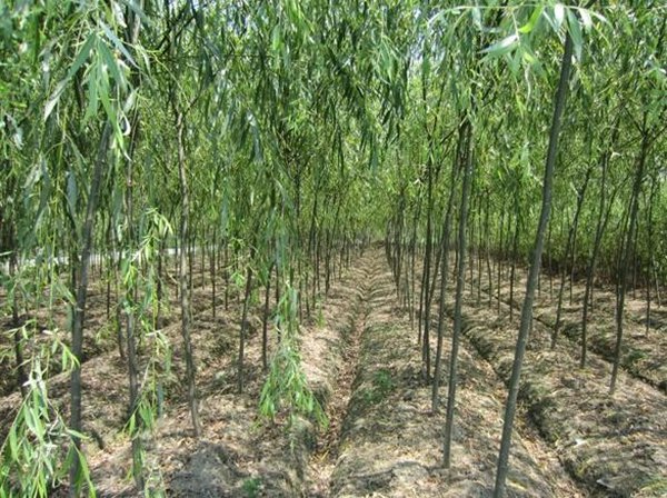 1570792717647218.jpg 全國最新速生柳樹苗價格多少錢