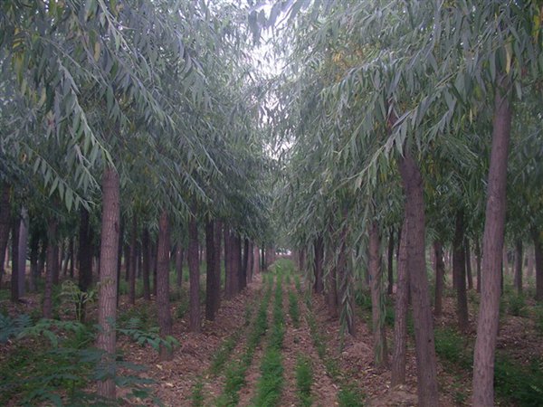 1570792726308507.jpg 全國最新速生柳樹苗價格多少錢