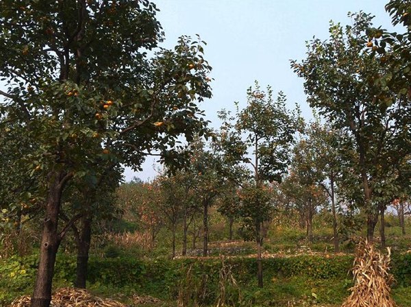 1570793299938778.jpg 最新柿子樹低價批發,全國統一發貨