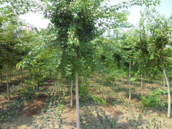 1570793679966528.jpg 五角楓樹苗哪家好,優(yōu)勢(shì)有哪些