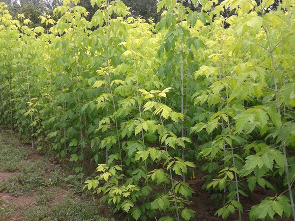 1570793810139283.jpg 金葉復葉槭12-15公分大量供應