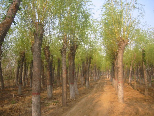 1570793927842262.jpg 直銷金絲垂柳10公分多少錢