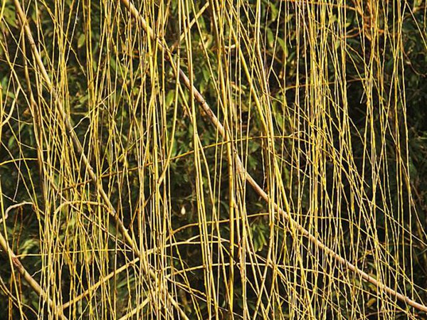 1570793941402717.jpg 直銷金絲垂柳10公分多少錢