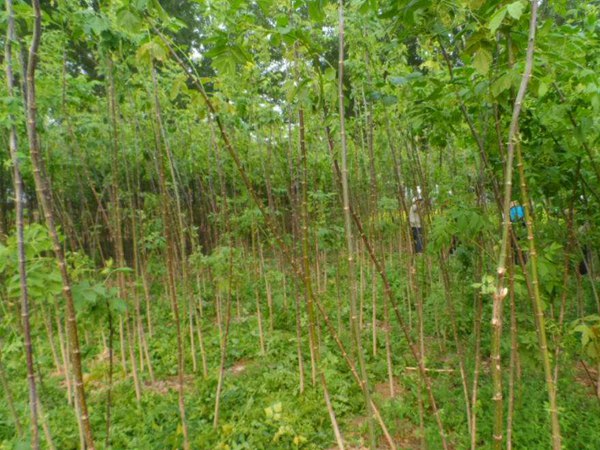 1570794051605605.jpg 復(fù)葉槭2019年最新市場(chǎng)價(jià)格