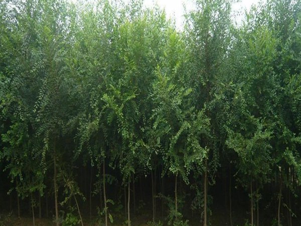 1571019626318900.jpg 20公分榆樹最新價格報價表