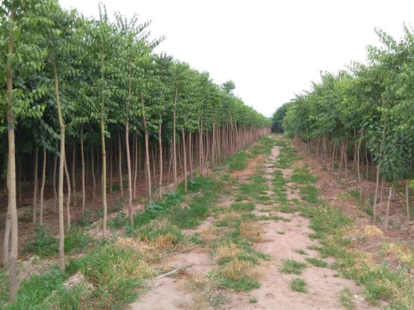 1571019641247646.jpg 20公分榆樹最新價格報價表