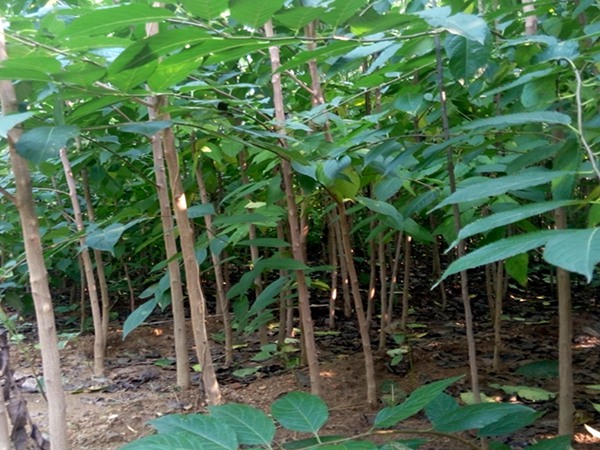 1571019770644767.jpg 2019杜仲樹國(guó)內(nèi)最新價(jià)格解讀