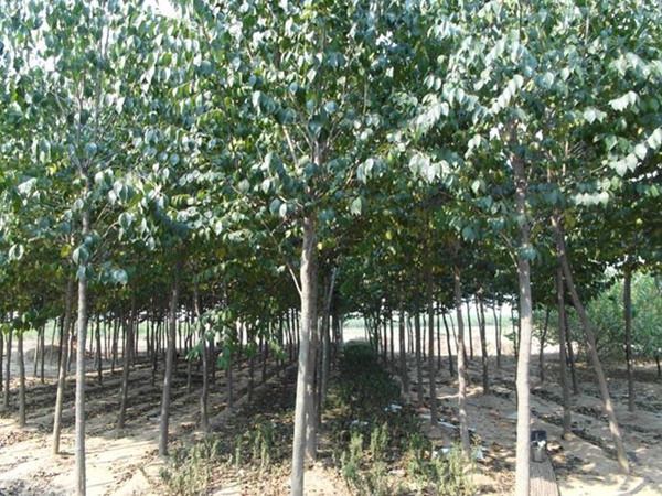 1571019777351496.jpg 2019杜仲樹國(guó)內(nèi)最新價(jià)格解讀