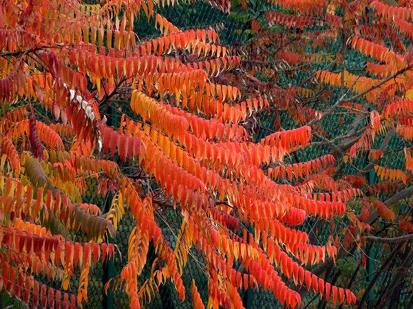 1571019897239850.jpg 國內(nèi)6-8公分火炬樹市場價格