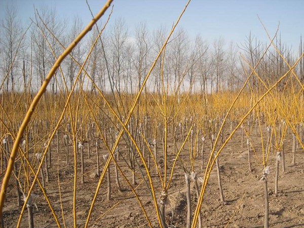 1571020570231996.jpg 國內優質金枝槐價格表