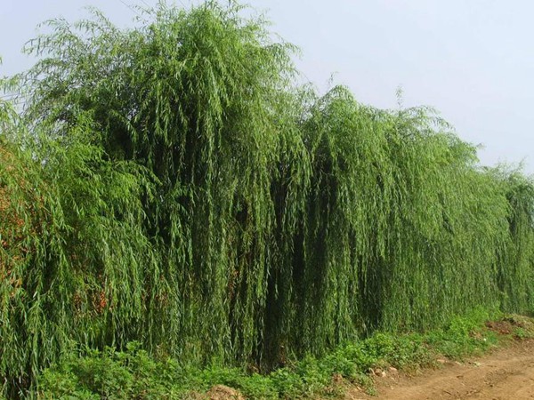 1571020954283082.jpg 垂柳樹苗2公分報價,多少錢一顆