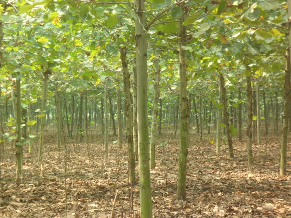 1571021093888114.jpg 法桐樹苗價格批發市場價格一覽表