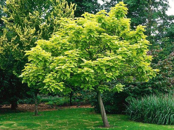 1571021338975902.jpg 基地常年供應(yīng)優(yōu)質(zhì)梓樹,品質(zhì)有保證