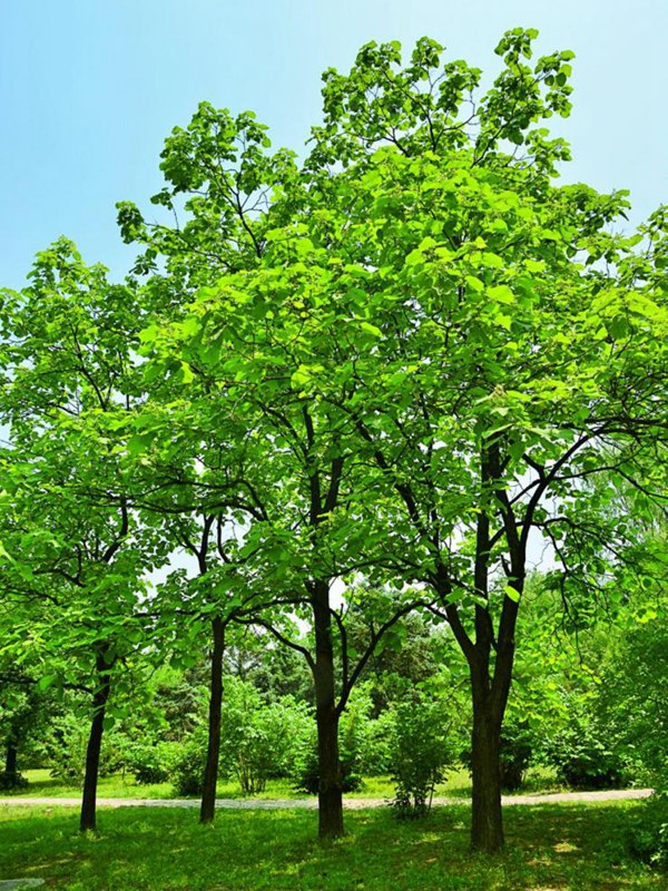 1571021345214842.jpg 基地常年供應(yīng)優(yōu)質(zhì)梓樹,品質(zhì)有保證