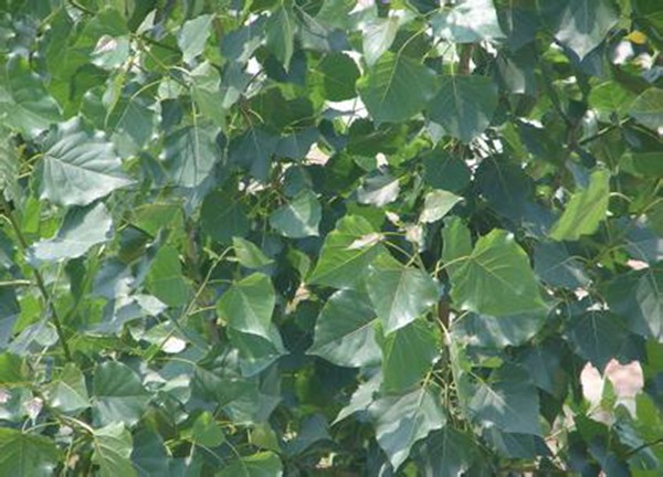 1571021731772378.jpg 優(yōu)質(zhì)毛白楊苗木市場(chǎng)批發(fā)價(jià)格表