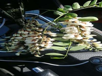 洋槐(刺槐)的花語是什么?