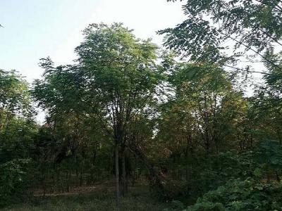 香花槐(紅花刺槐)的花語(yǔ)是什么?