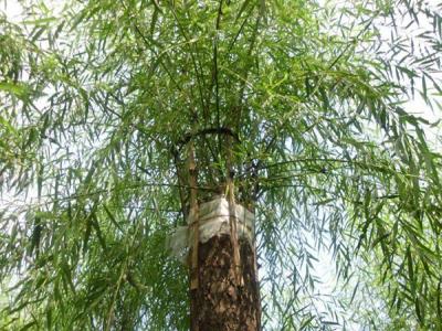 嫁接垂柳相對于原生垂柳有哪些優(yōu)勢?