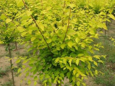 基地直銷金葉榆樹苗,價格多少錢