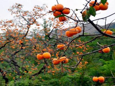 最新柿子樹低價批發,全國統一發貨