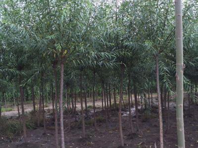 垂柳樹苗2公分報(bào)價(jià),多少錢一顆