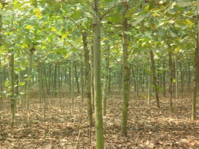 法桐樹苗價(jià)格批發(fā)市場價(jià)格一覽表