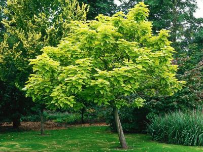 基地常年供應優質梓樹,品質有保證