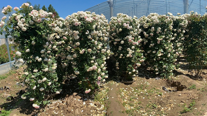 爬藤月季 爬藤月季