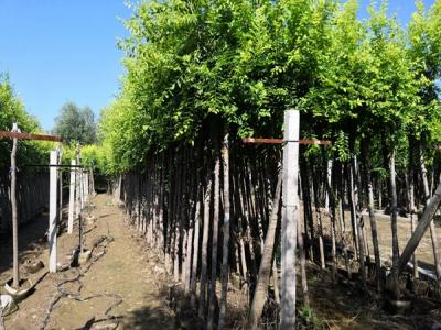 金葉榆修剪的具體操作步驟是什么?