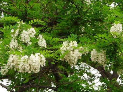 刺槐花語是什么?寓意是什么?