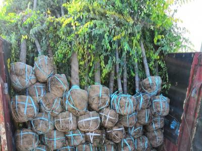 金葉榆在園林綠化中應該起到什么作用？