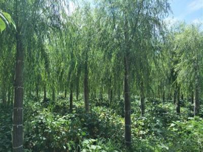 柳樹作砧木都可以嫁接什么品種?