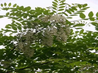 刺槐花可以吃嗎,應該怎么吃?