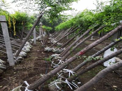 金葉榆嫁接小苗的價格是多少？