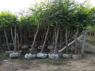 金葉榆的寓意是什么？