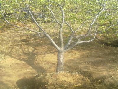 山杏樹(shù)十厘米幼苗的市場(chǎng)價(jià)格是多少?