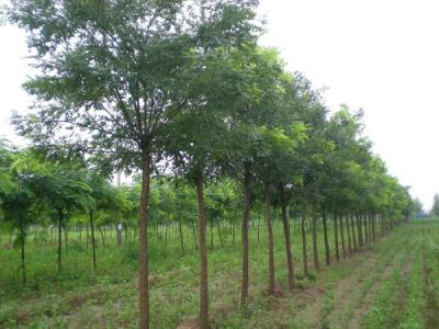 十公分國槐幼苗的價格是多少？