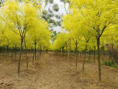 夏季移栽金葉國槐需要注意哪些事項?