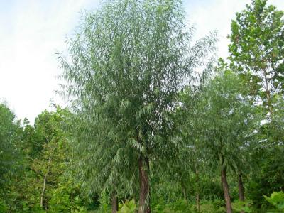 40公分饅頭柳幼苗的市場價格是多少?