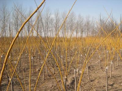 金枝槐和金葉槐的區別在哪里?