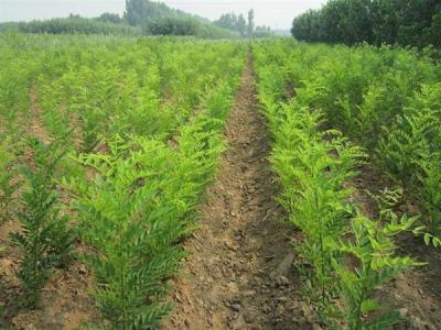 國槐幾年才能長到十公分?