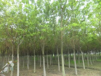 國槐的效果和價(jià)值有哪些?