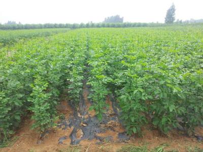 如何讓白蠟樹長得更快更好？